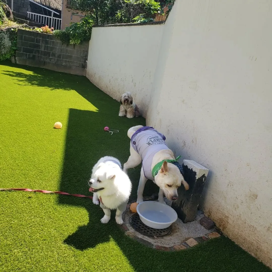 たくさんのわんこさんが来てくれました😊