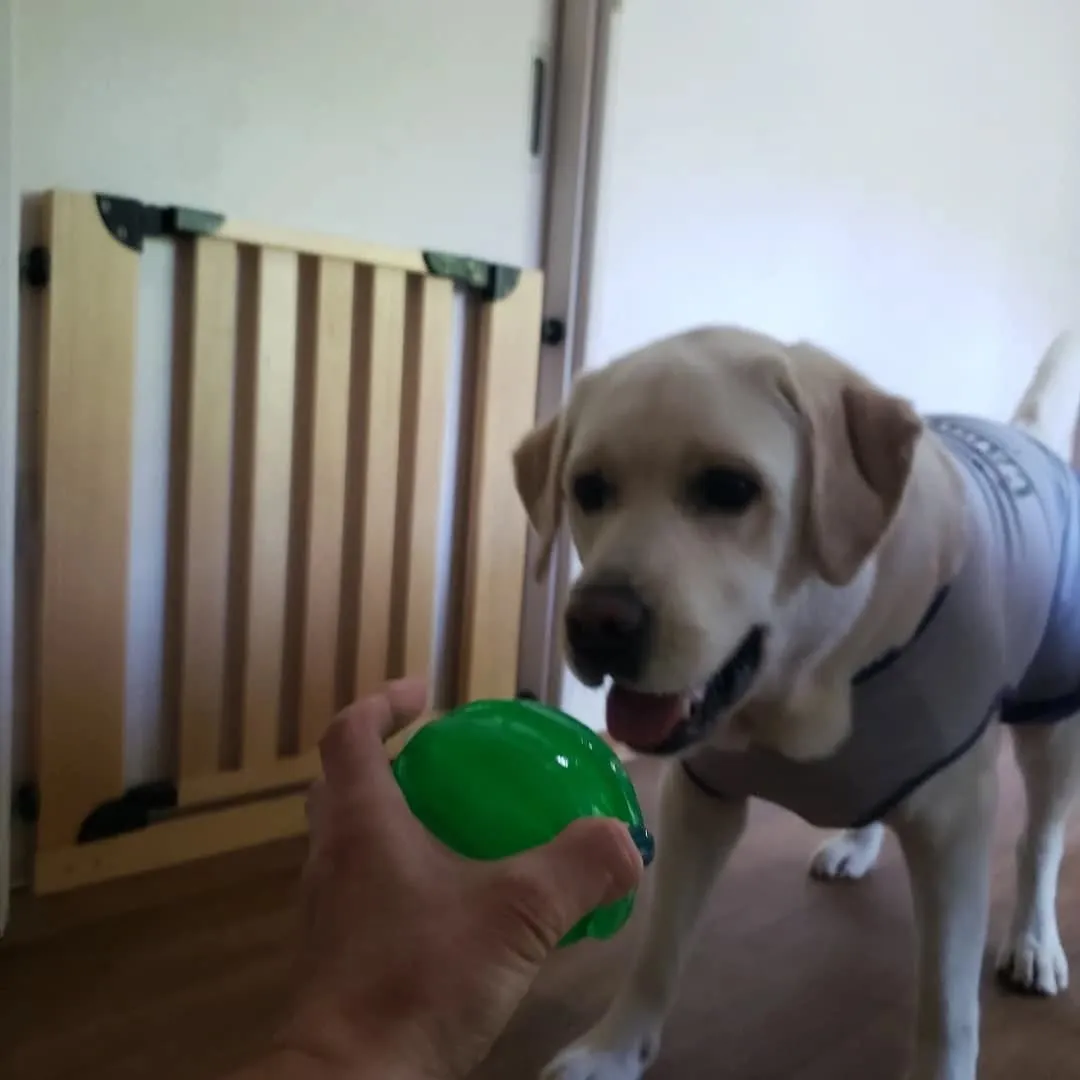 お部屋で遊ぶわんこさん♥️