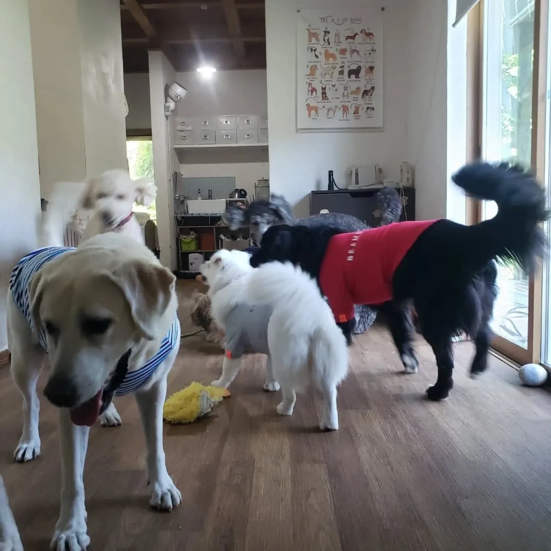 お部屋で遊ぶわんこさん♥️