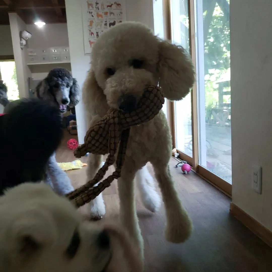 お部屋で遊ぶわんこさん♥️