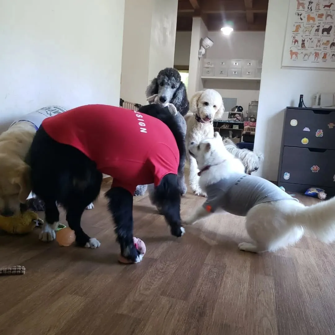 お部屋で遊ぶわんこさん♥️