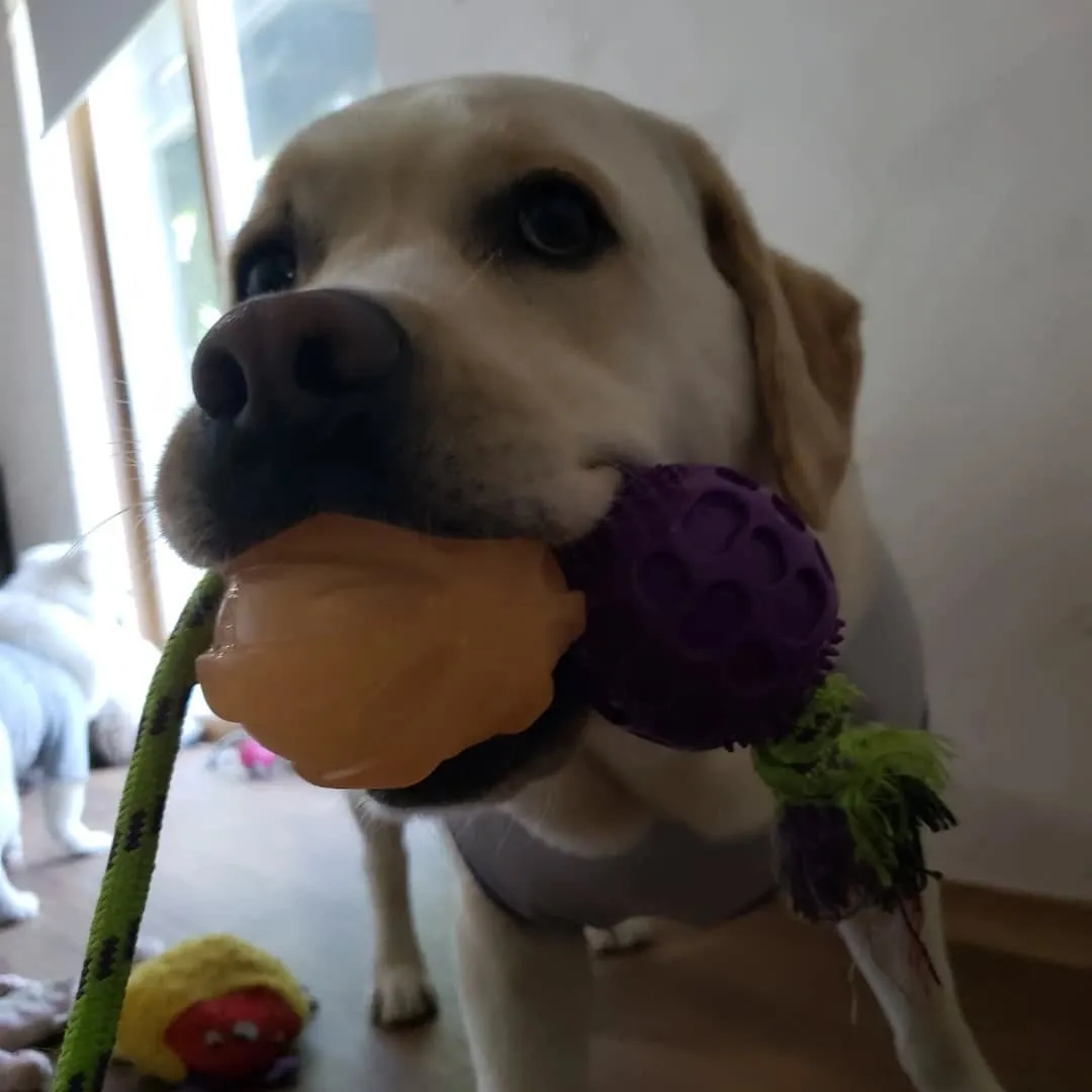 お部屋で遊ぶわんこさん♥️