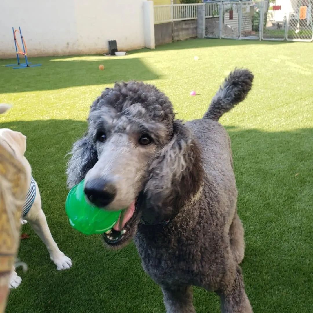 お泊まり組は朝からランで元気に遊びました😊