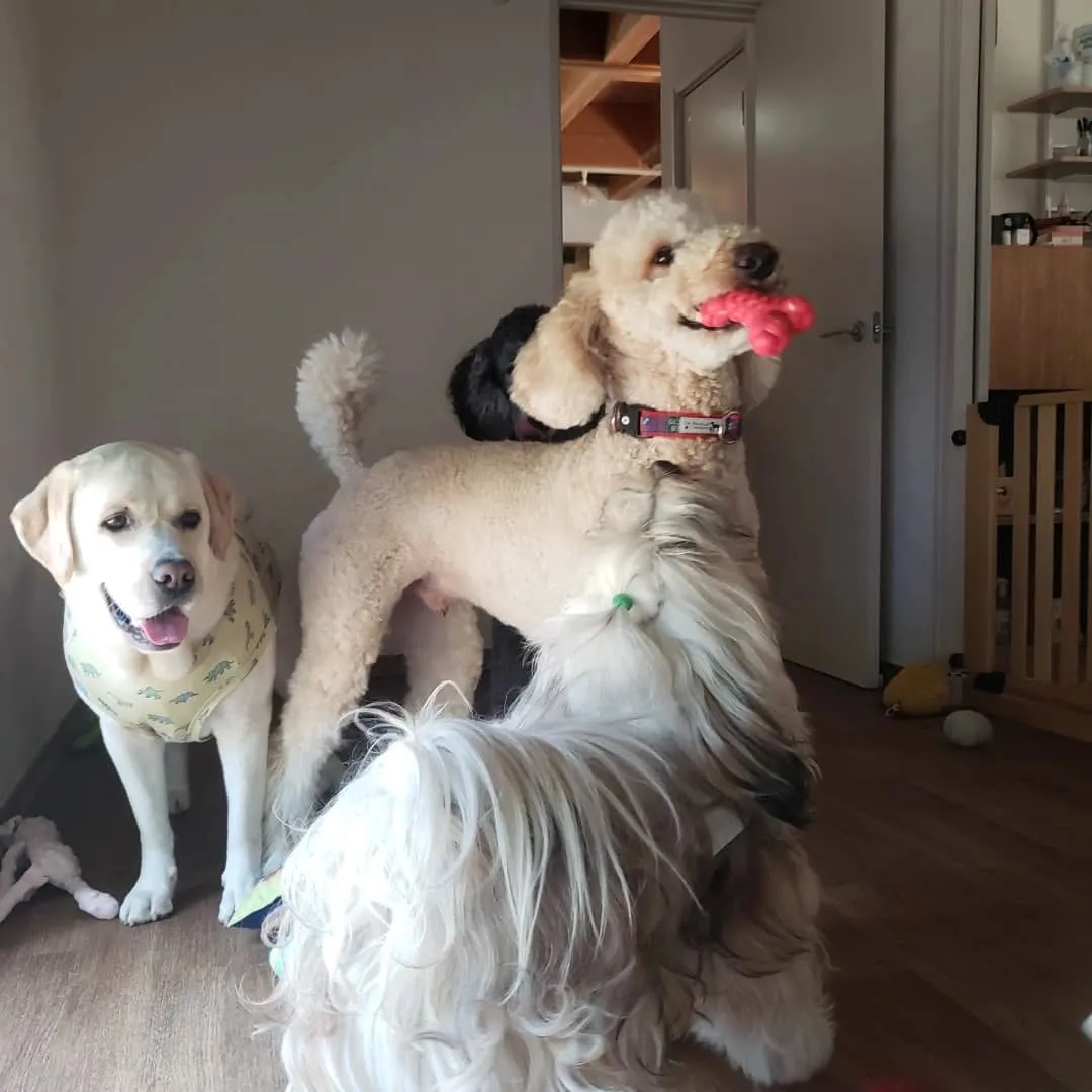 お昼はさすがに暑くてお外はでれないのでお部屋で遊ぶわんこさん...