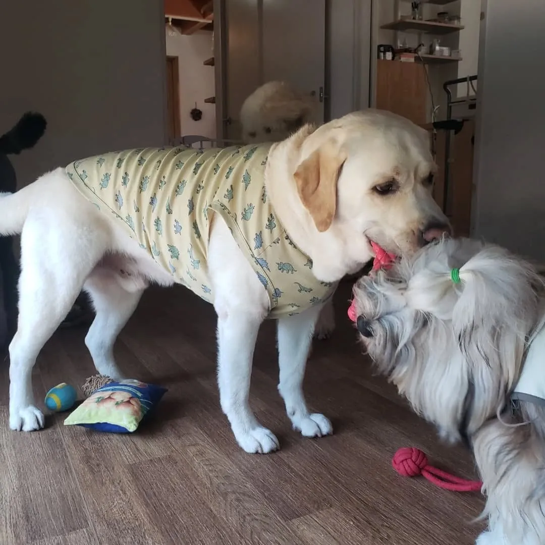 お昼はさすがに暑くてお外はでれないのでお部屋で遊ぶわんこさん...