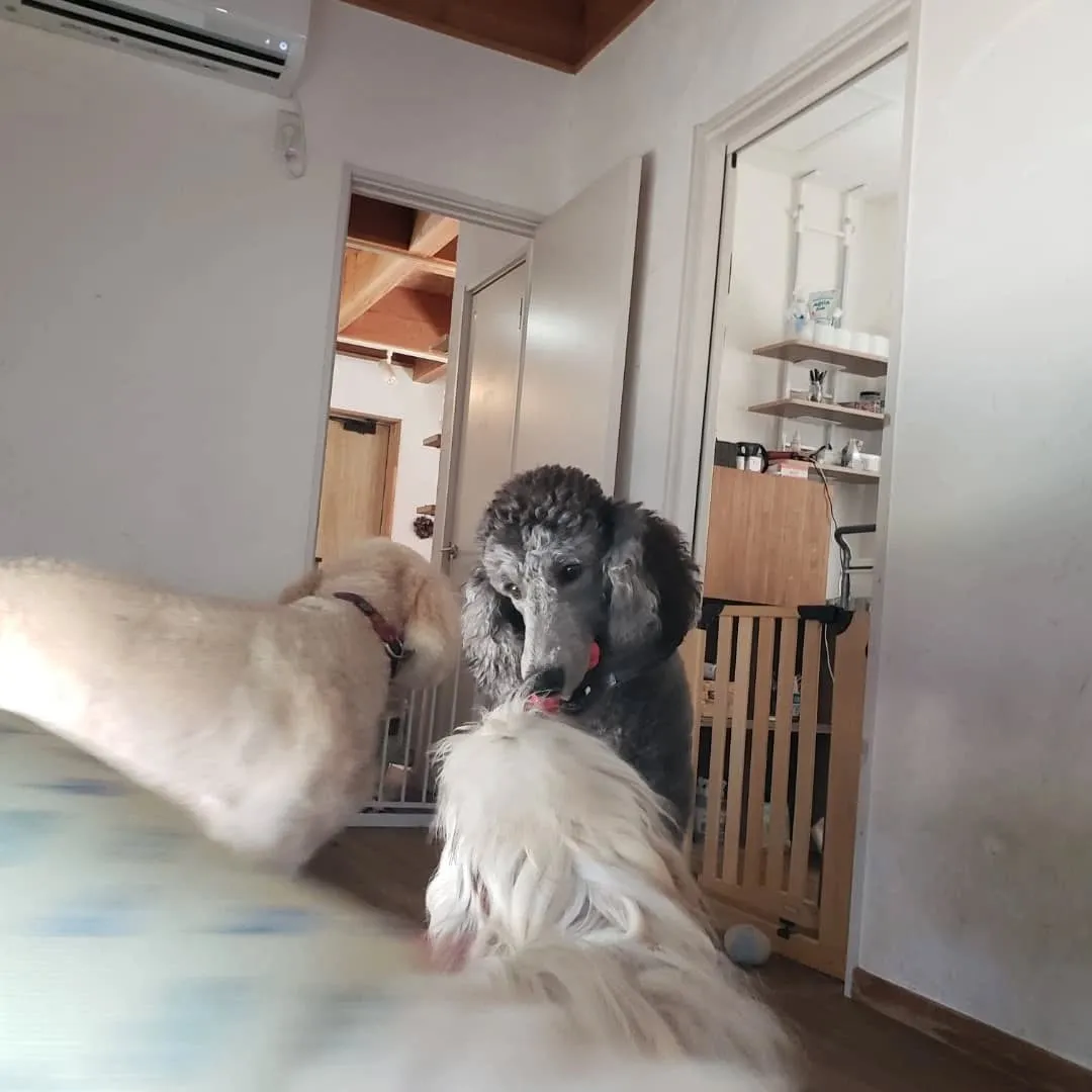 お昼はさすがに暑くてお外はでれないのでお部屋で遊ぶわんこさん...