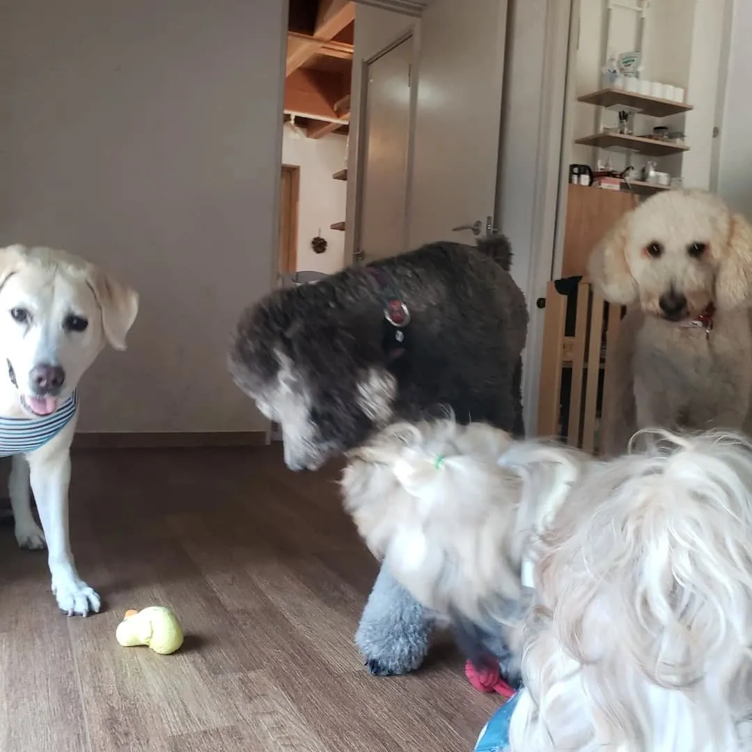 お昼はさすがに暑くてお外はでれないのでお部屋で遊ぶわんこさん...