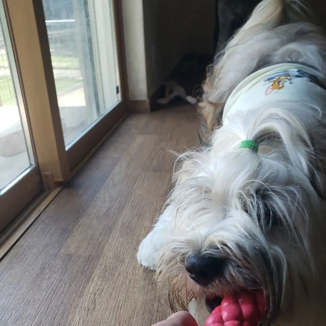 お昼はさすがに暑くてお外はでれないのでお部屋で遊ぶわんこさん...