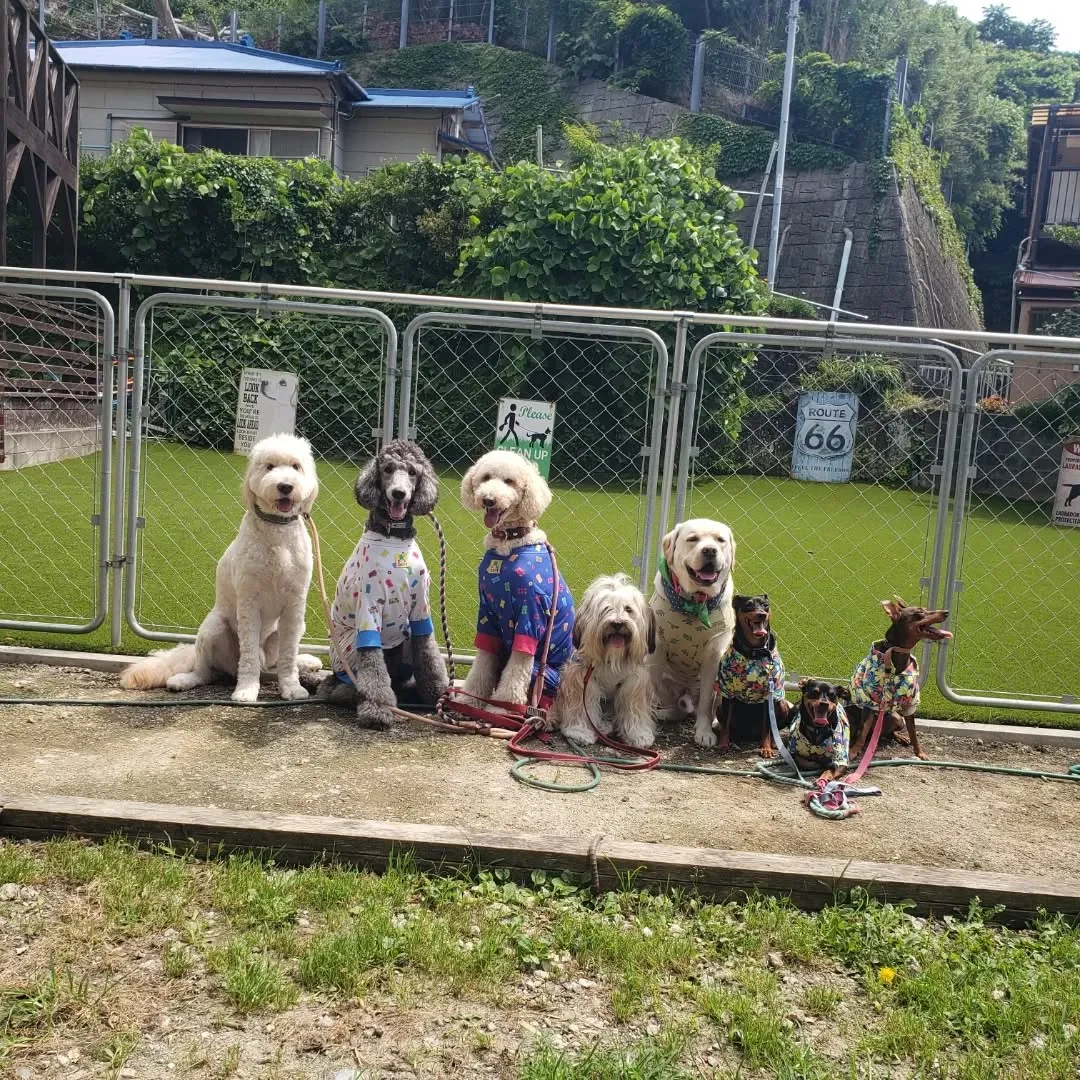 朝から暑い中ランで遊ぶわんこさん💓