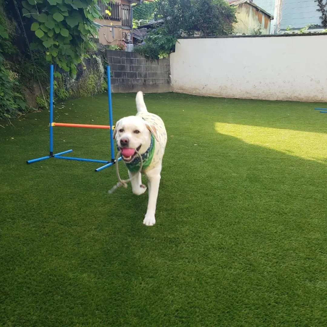 朝から暑いけどランで遊ぶロデイとまーちゃん💓