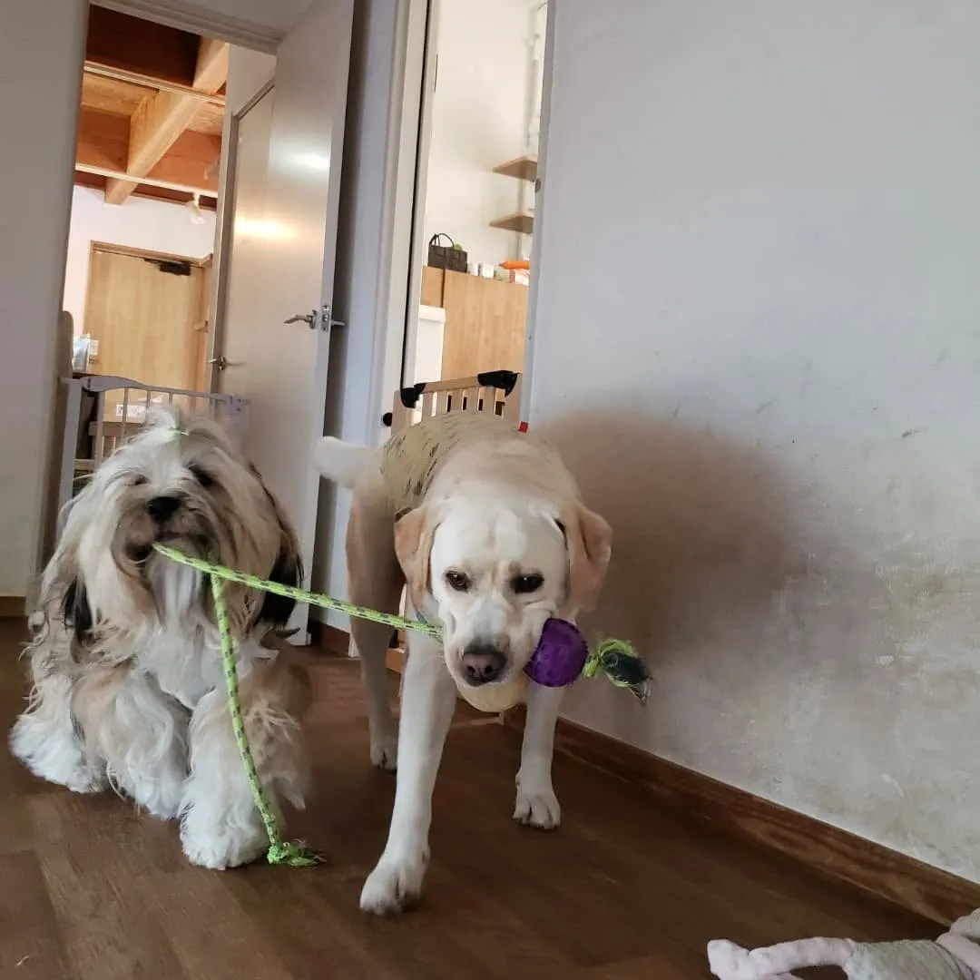 朝から暑いけどランで遊ぶロデイとまーちゃん💓