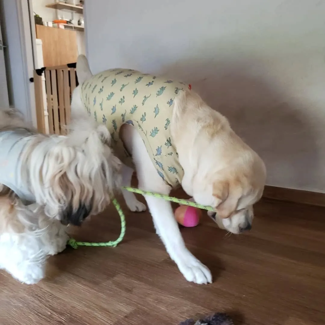 朝から暑いけどランで遊ぶロデイとまーちゃん💓