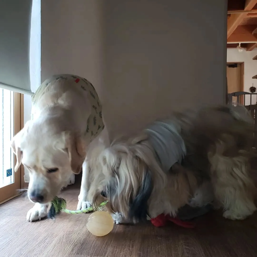 朝から暑いけどランで遊ぶロデイとまーちゃん💓