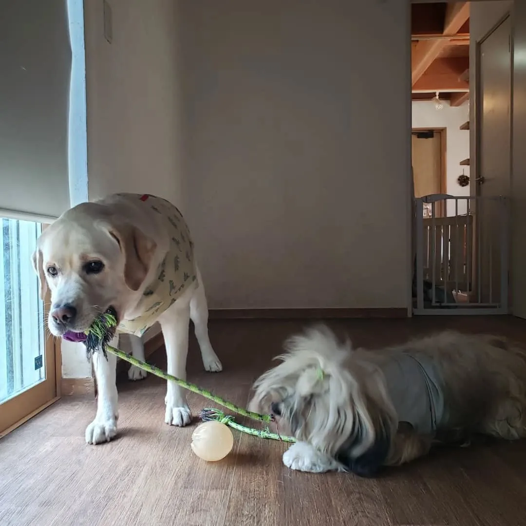 朝から暑いけどランで遊ぶロデイとまーちゃん💓