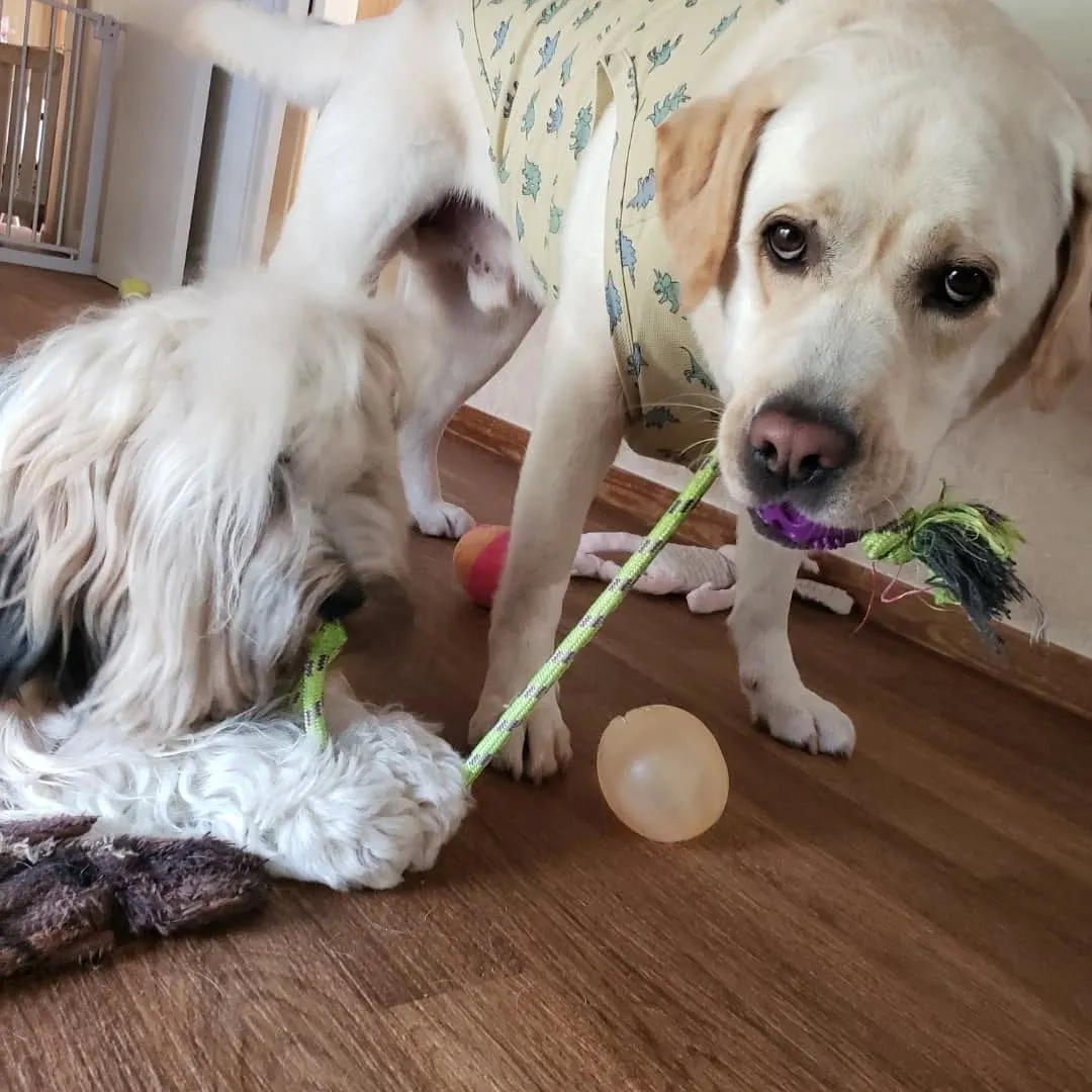 朝から暑いけどランで遊ぶロデイとまーちゃん💓