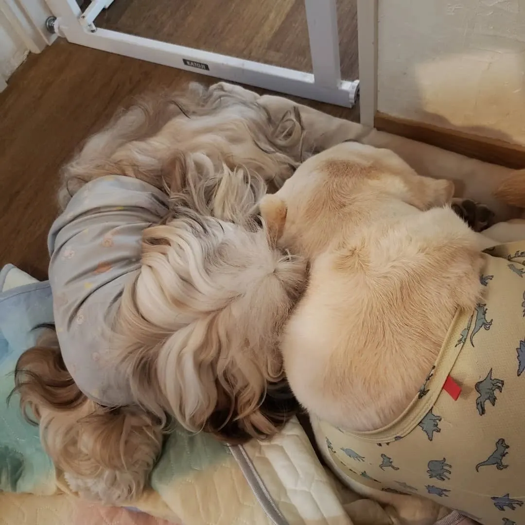 朝から暑いけどランで遊ぶロデイとまーちゃん💓