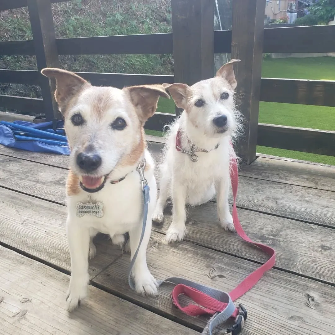 ホームステイに来てくれたこころちゃんととらちゃん💓