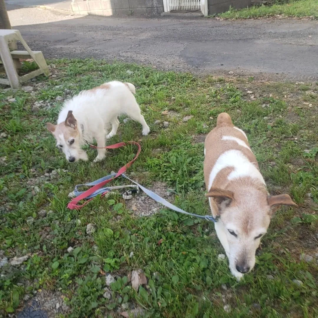 ホームステイに来てくれたこころちゃんととらちゃん💓