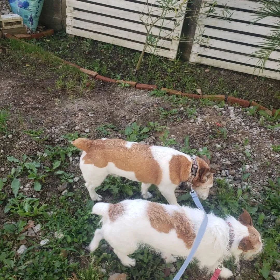 ホームステイに来てくれたこころちゃんととらちゃん💓