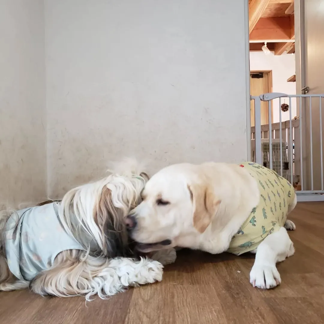 ゆきちゃんがトリミングをかねて来てくれました🎵