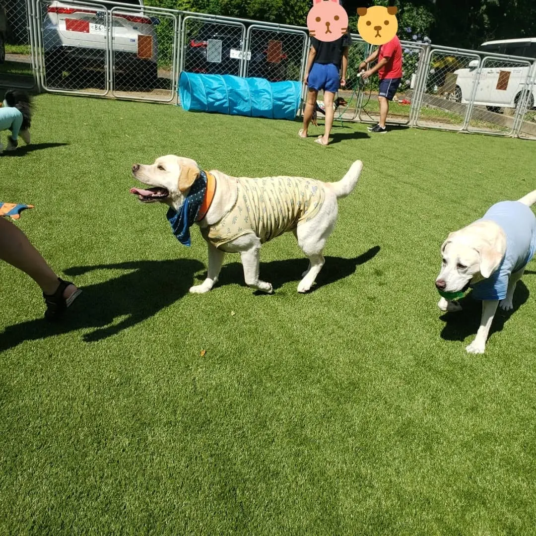 人口芝になってリニューアルしたのでわんこ会を開催しました❗