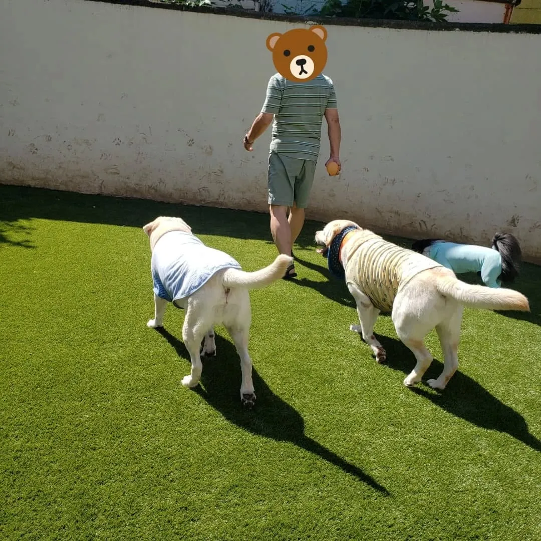 人口芝になってリニューアルしたのでわんこ会を開催しました❗