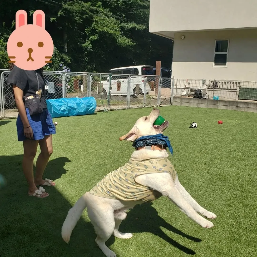 人口芝になってリニューアルしたのでわんこ会を開催しました❗