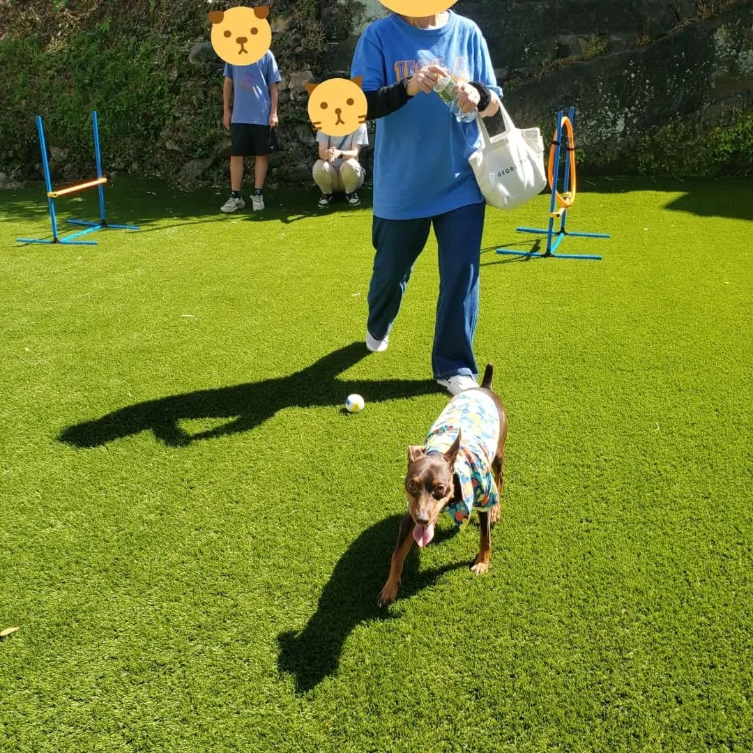 人口芝になってリニューアルしたのでわんこ会を開催しました❗