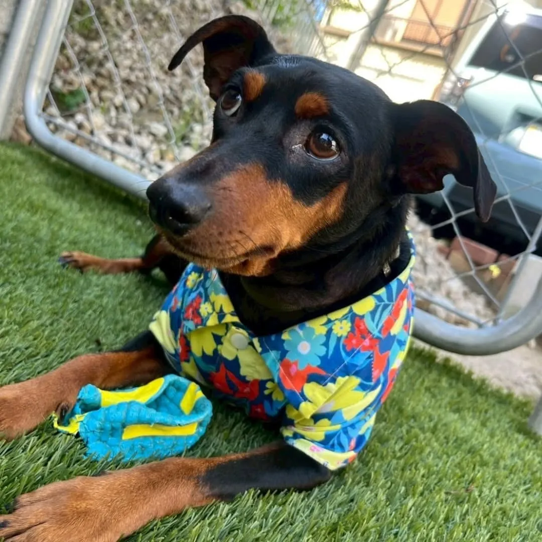 人口芝になってリニューアルしたのでわんこ会を開催しました❗