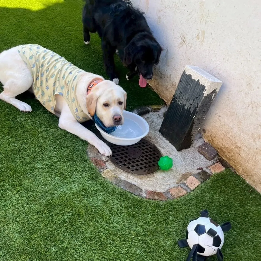 人口芝になってリニューアルしたのでわんこ会を開催しました❗