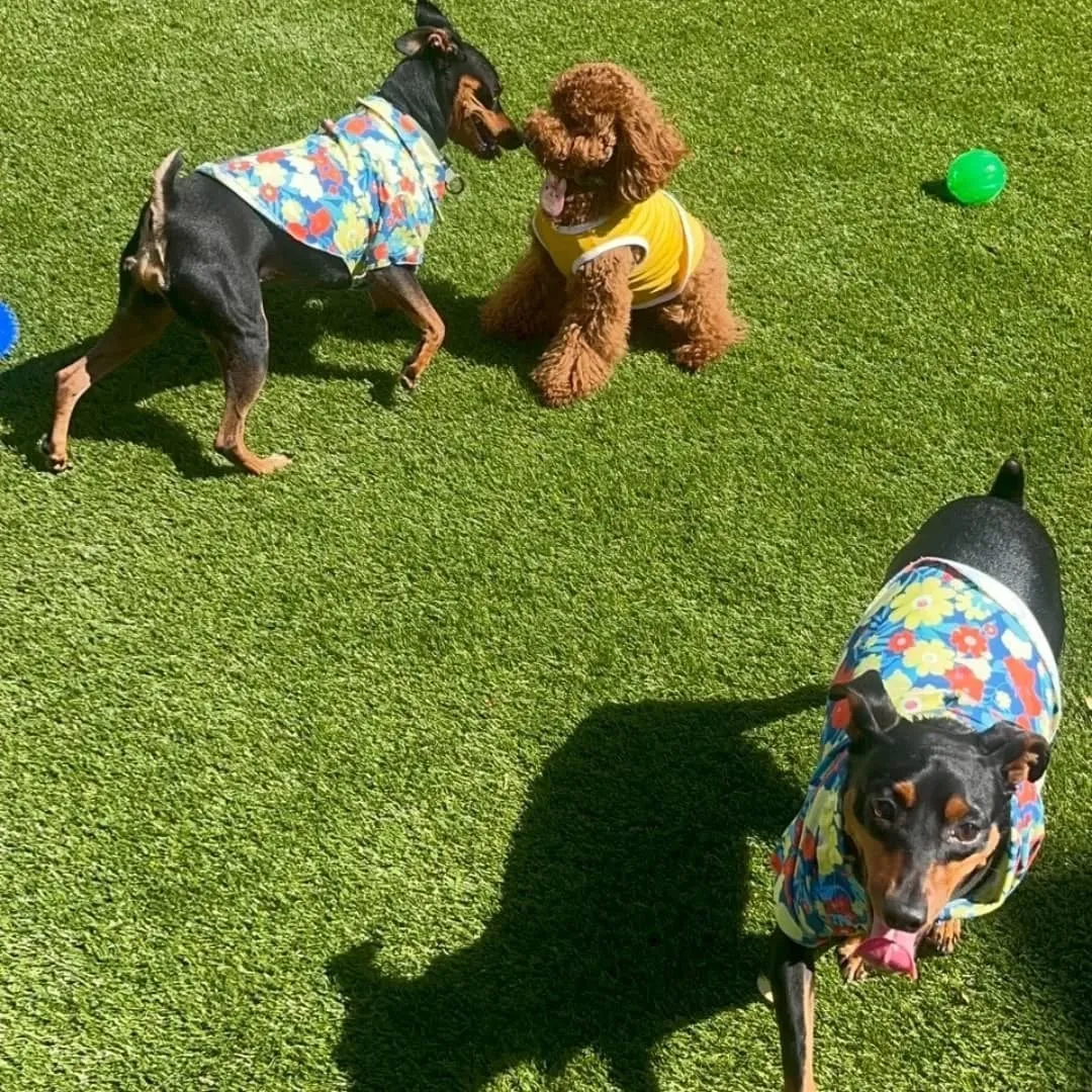 人口芝になってリニューアルしたのでわんこ会を開催しました❗