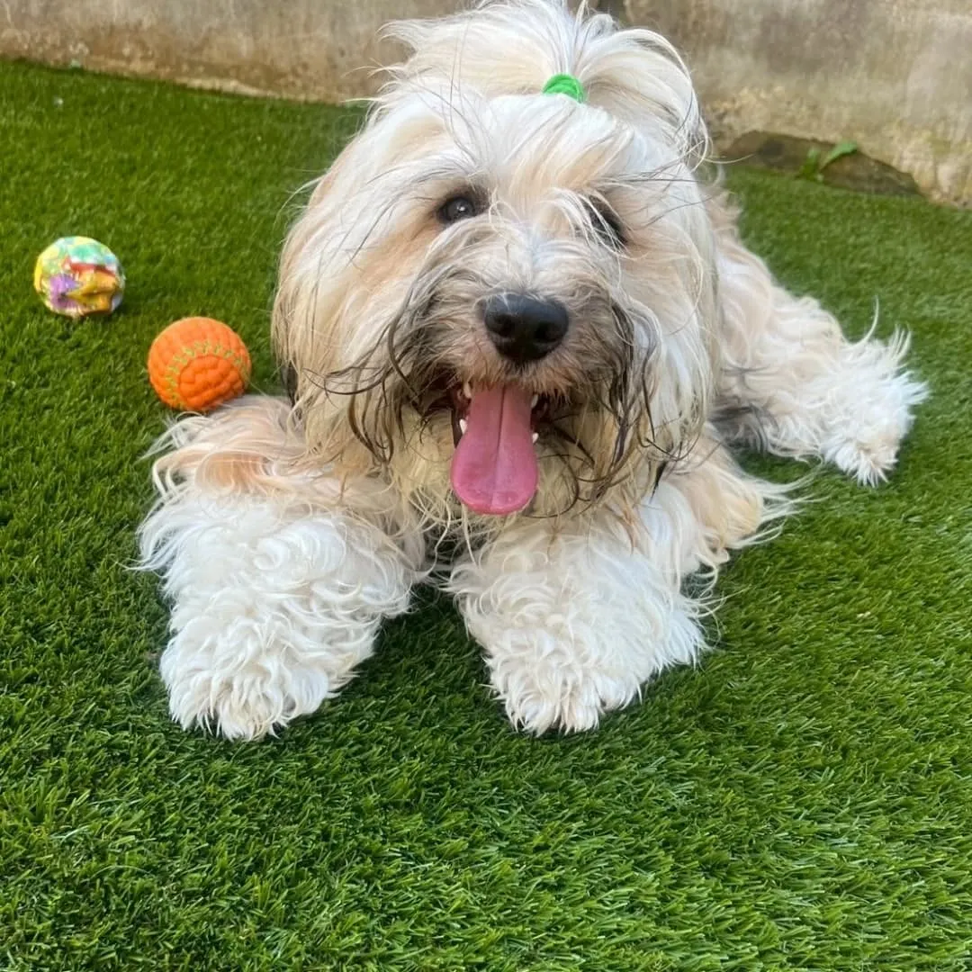 人口芝になってリニューアルしたのでわんこ会を開催しました❗