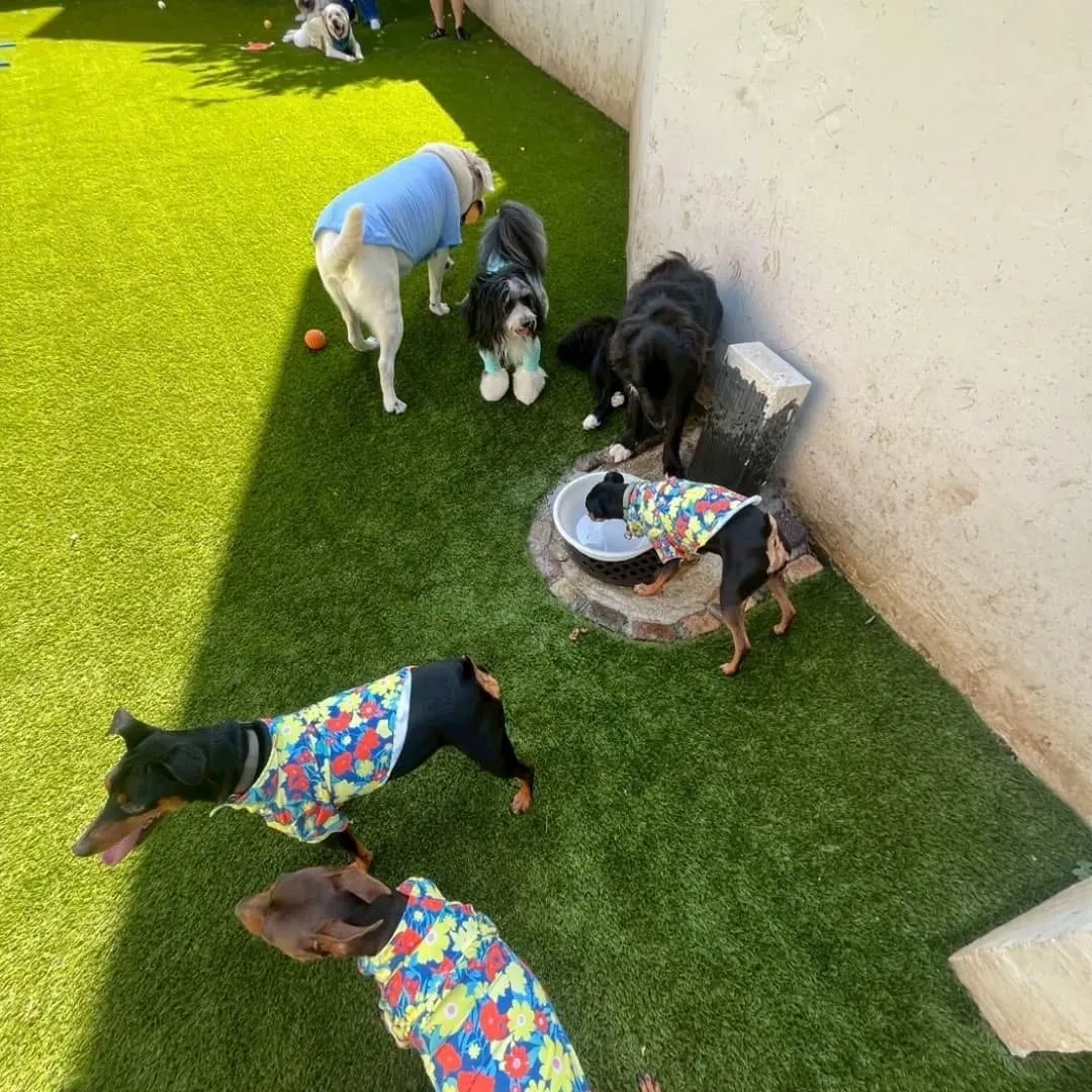 人口芝になってリニューアルしたのでわんこ会を開催しました❗