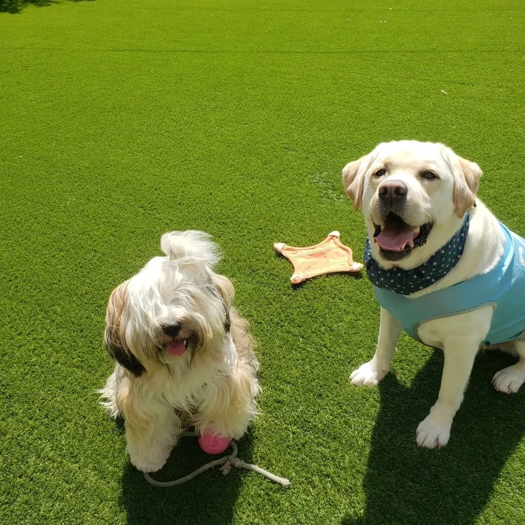 朝からランで遊ぶロデイとまーちゃん💓