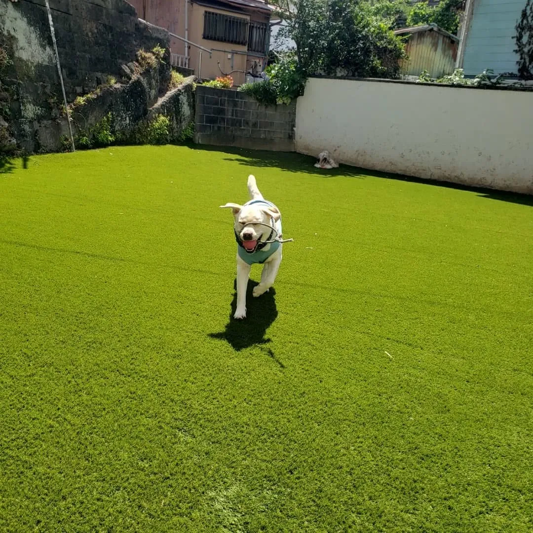 朝からランで遊ぶロデイとまーちゃん💓