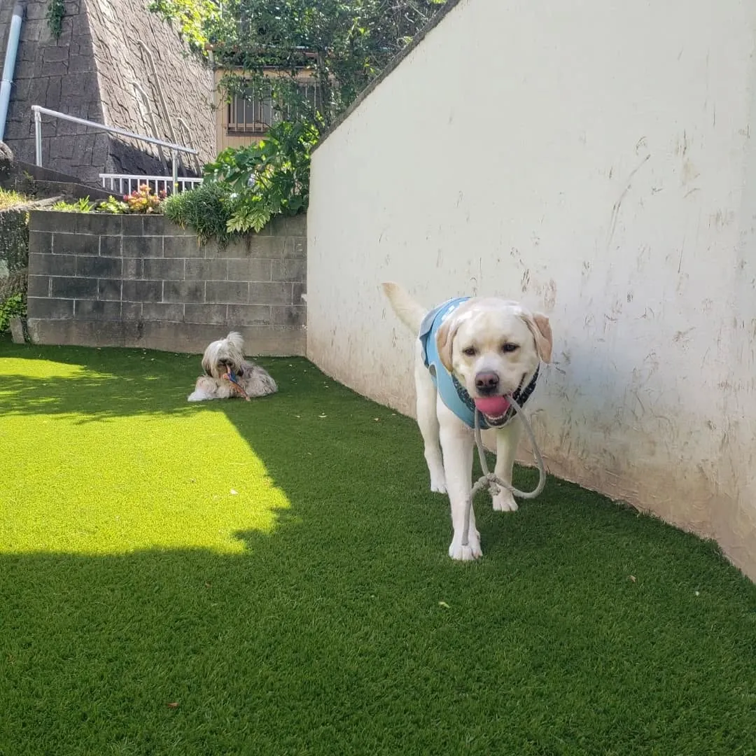 朝からランで遊ぶロデイとまーちゃん💓