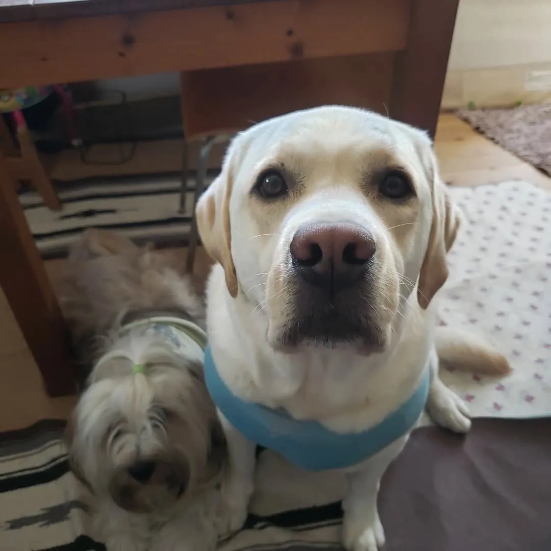 朝からランで遊ぶロデイとまーちゃん💓