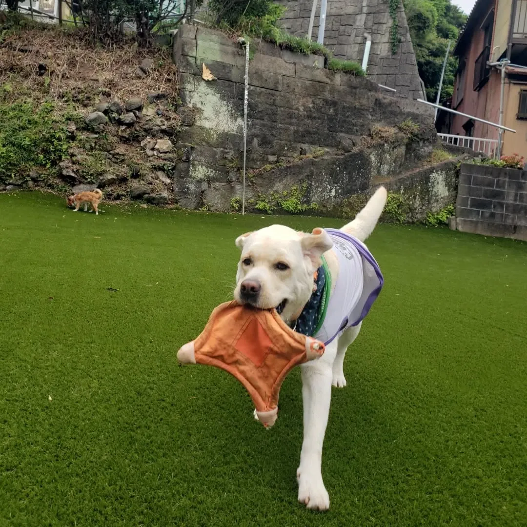 ランで遊ぶまーちゃん♥️