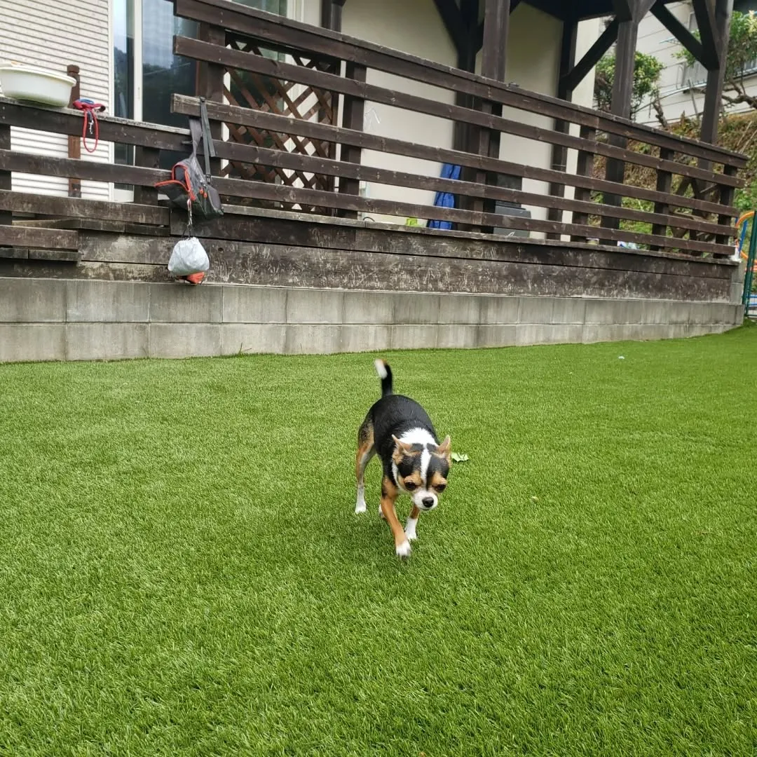 ランで遊ぶまーちゃん♥️