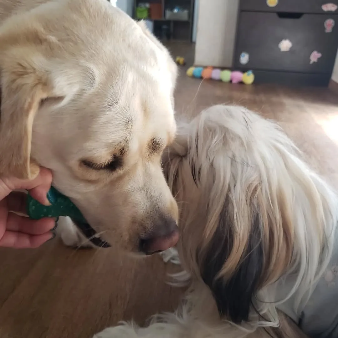 毎日暑いのでお部屋遊びが多くなりました🎵