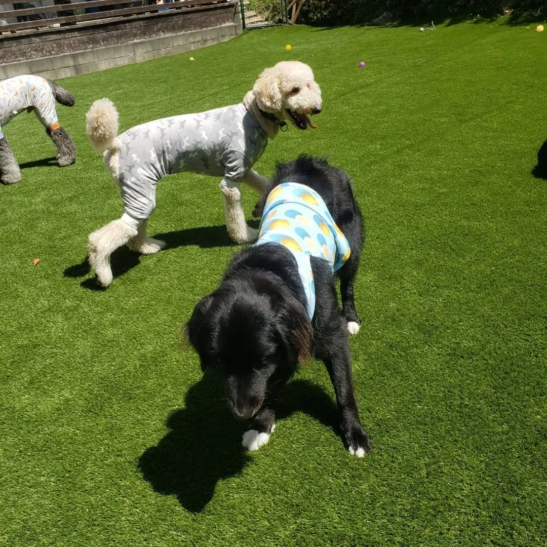 わんぱくわんこさんが揃いました😊