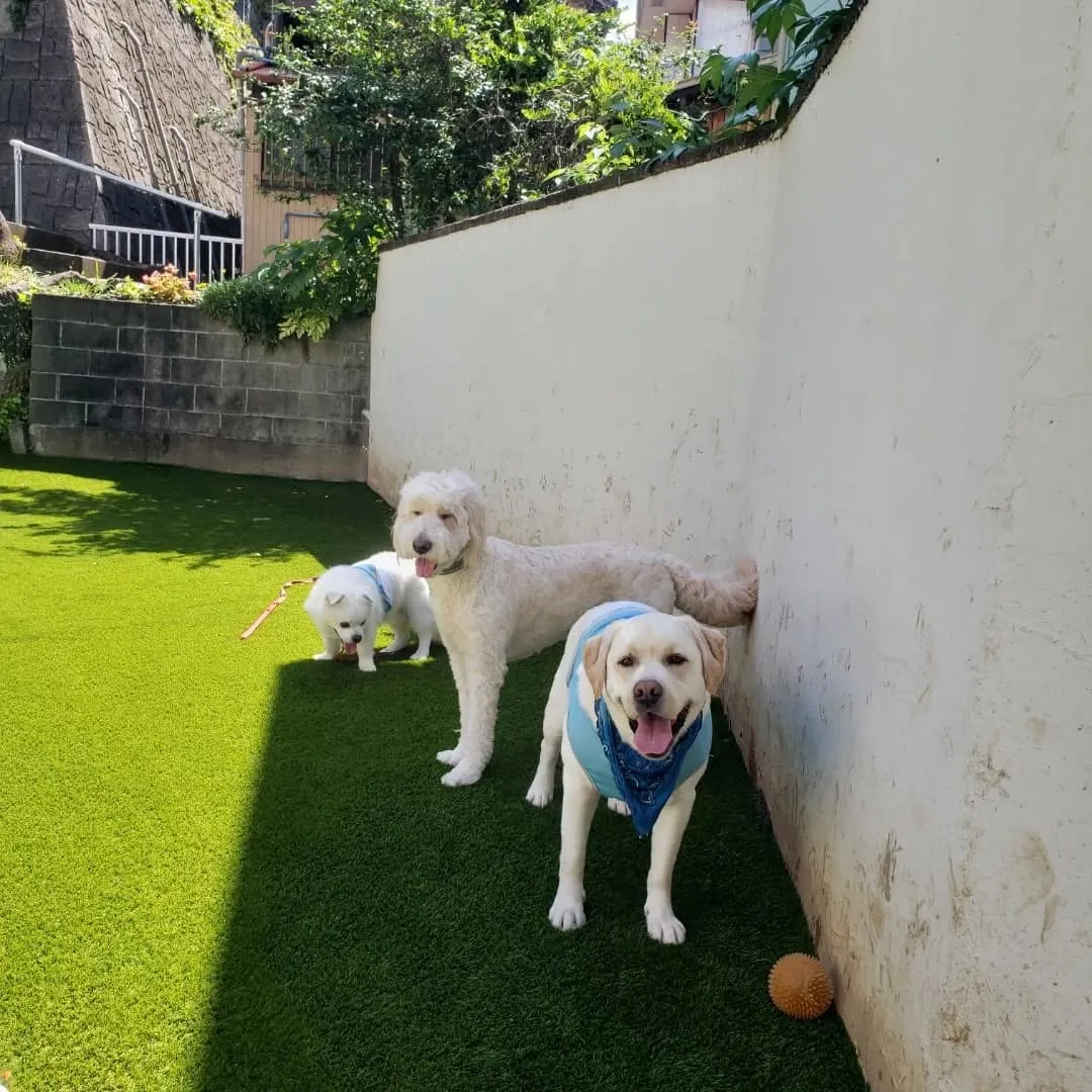 わんぱくわんこさんが揃いました😊