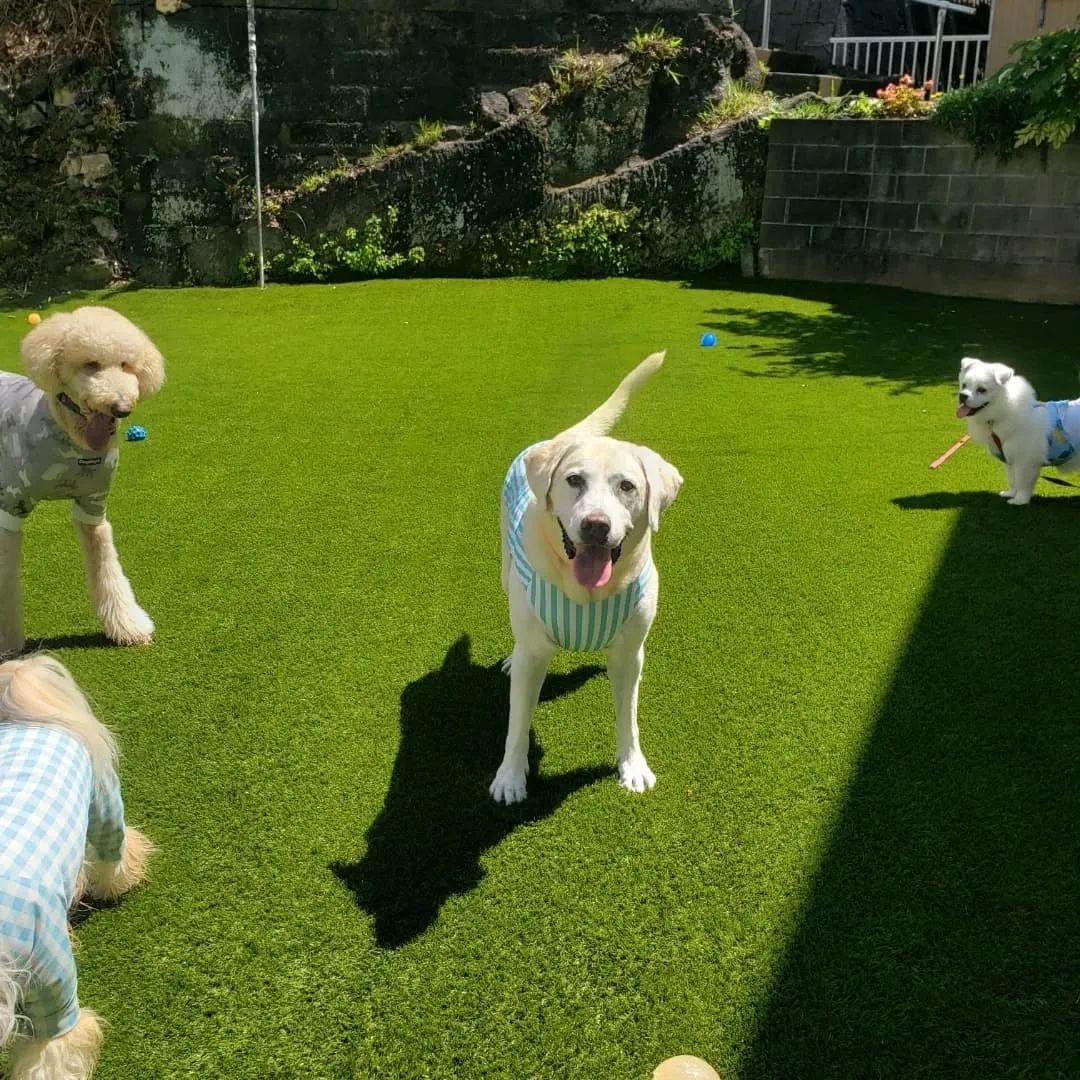 わんぱくわんこさんが揃いました😊