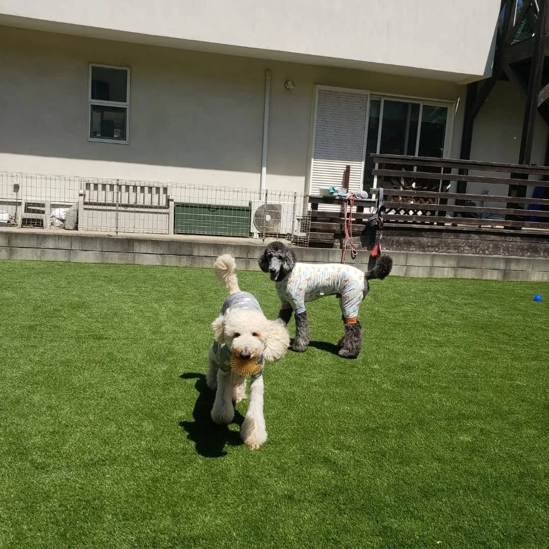 わんぱくわんこさんが揃いました😊