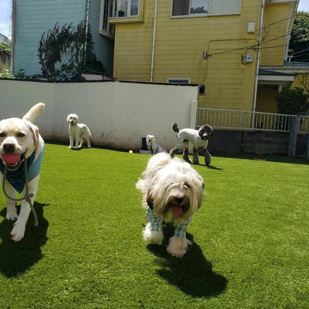 わんぱくわんこさんが揃いました😊