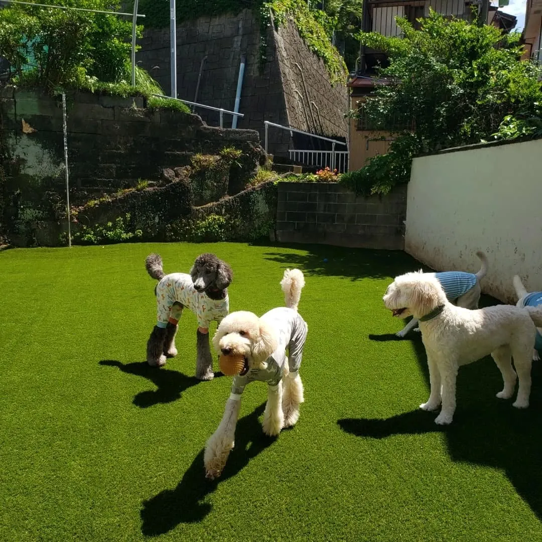 わんぱくわんこさんが揃いました😊