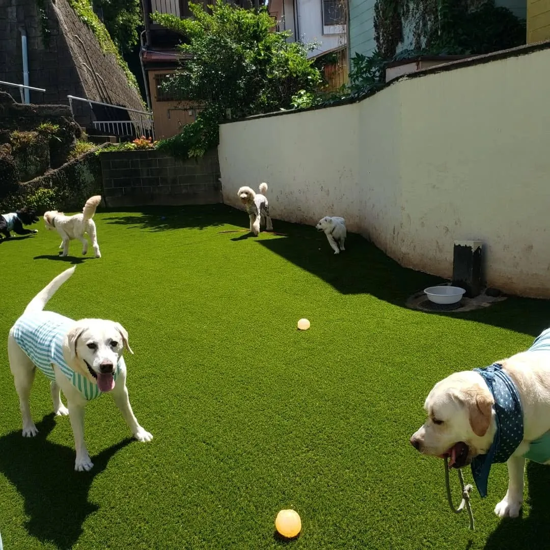 わんぱくわんこさんが揃いました😊