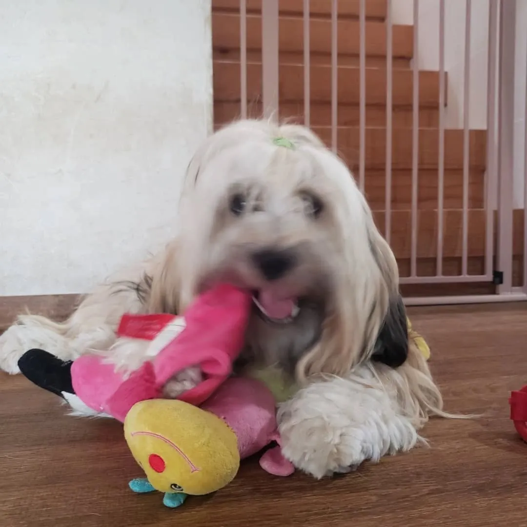 午前中はお部屋でおもちゃ遊び🎵