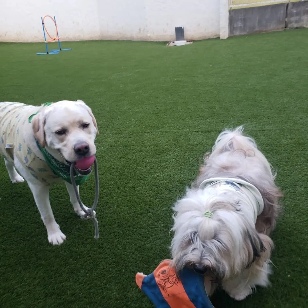 夕方いつも通り遊ぶロデイとまーちゃん♥️