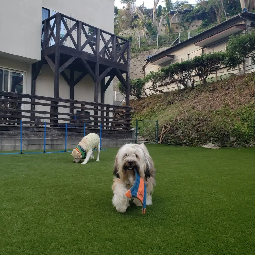 夕方いつも通り遊ぶロデイとまーちゃん♥️